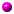 cancellata cancellata